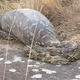 Illustration for article titled This Python Ate a Porcupine, Which Turned Out to Be a Bad Idea